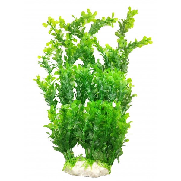 ΔΙΑΚΟΣΜΗΤΙΚΟ ΦΥΤΟ ΕΝΥΔΡΕΙΟΥ